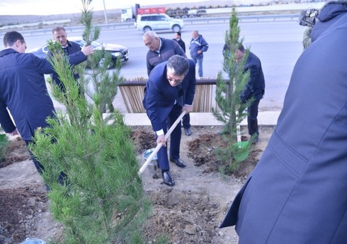 Bakı-Ələt magistral yolunun kənarındakı boş ərazidə ağacəkmə aksiyası keçirilib