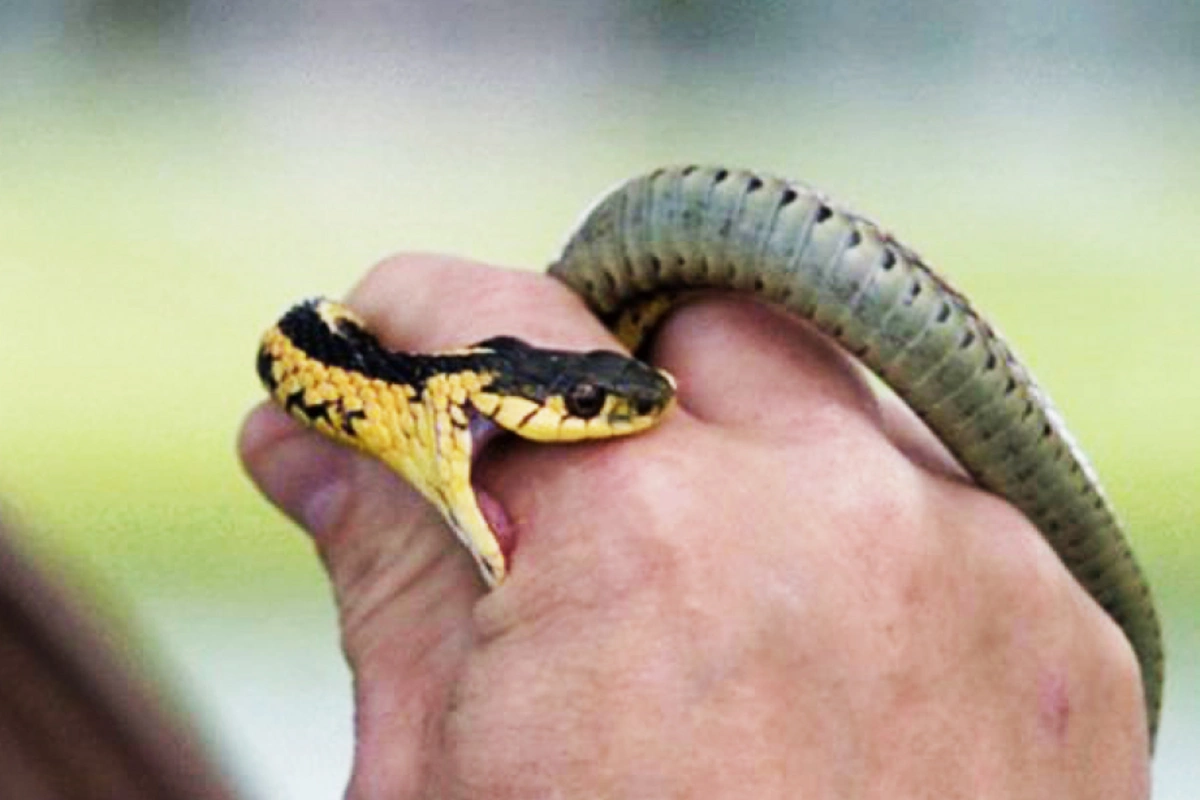 6 ayda neçə nəfəri ilan sancıb? - Rəsmi CAVAB