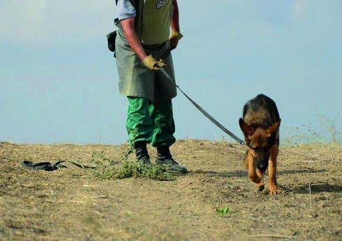 ABŞ Azərbaycana minaaxtaran itlər göndərəcək