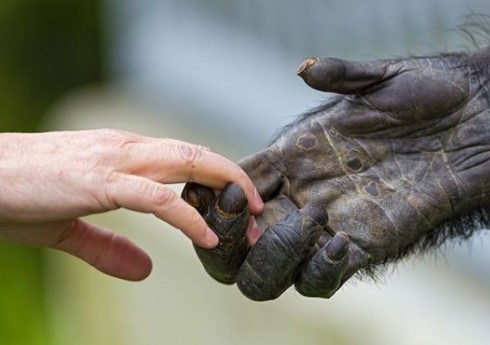 ABŞ-ın 50 ştatında meymunçiçəyinə yoluxma qeydə alınıb