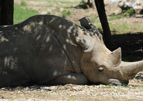 Afrikada dörd ildə brakonyerlər 2700-dən çox kərgədan öldürüb