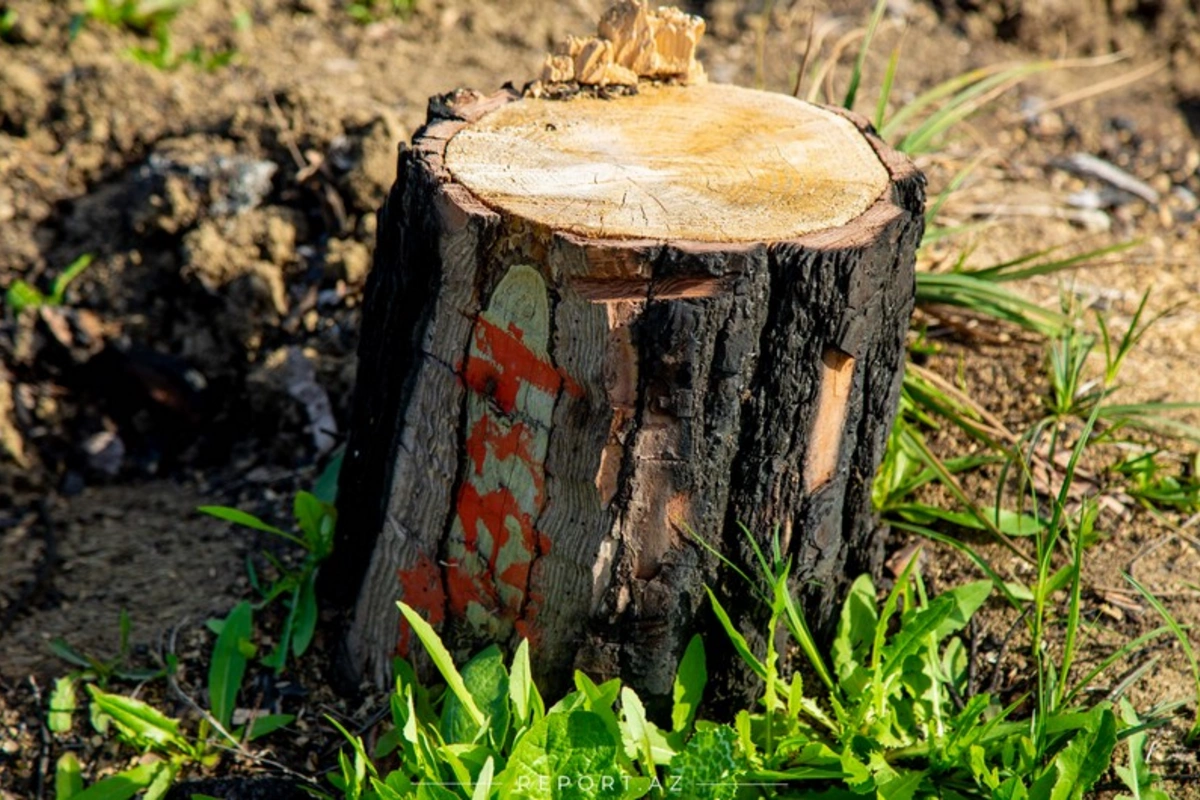 Ağacları qanunsuz kəsib təbiətə 117 300 manatlıq ziyan vurdular