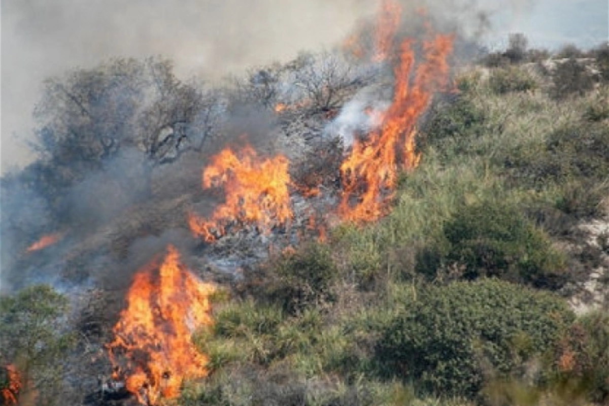 Ağdərədə meşə ərazisində yanğın olub