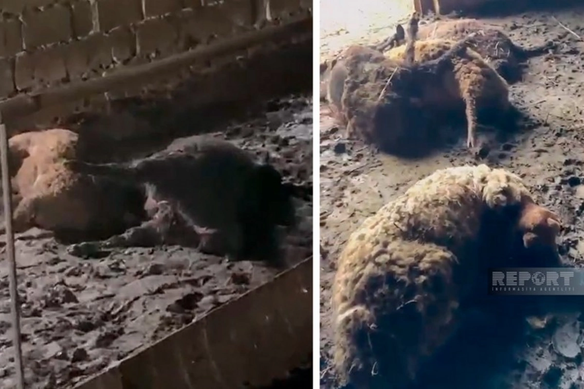 Ağstafada canavarlar fermada 27 qoyunu parçalayıb