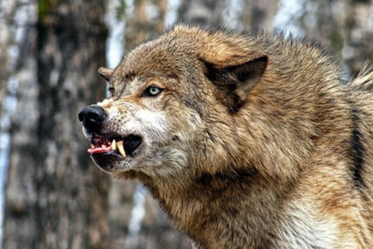 Ağstafada canavarlar kəndə hücum etdi: 40 heyvanı parçaladılar