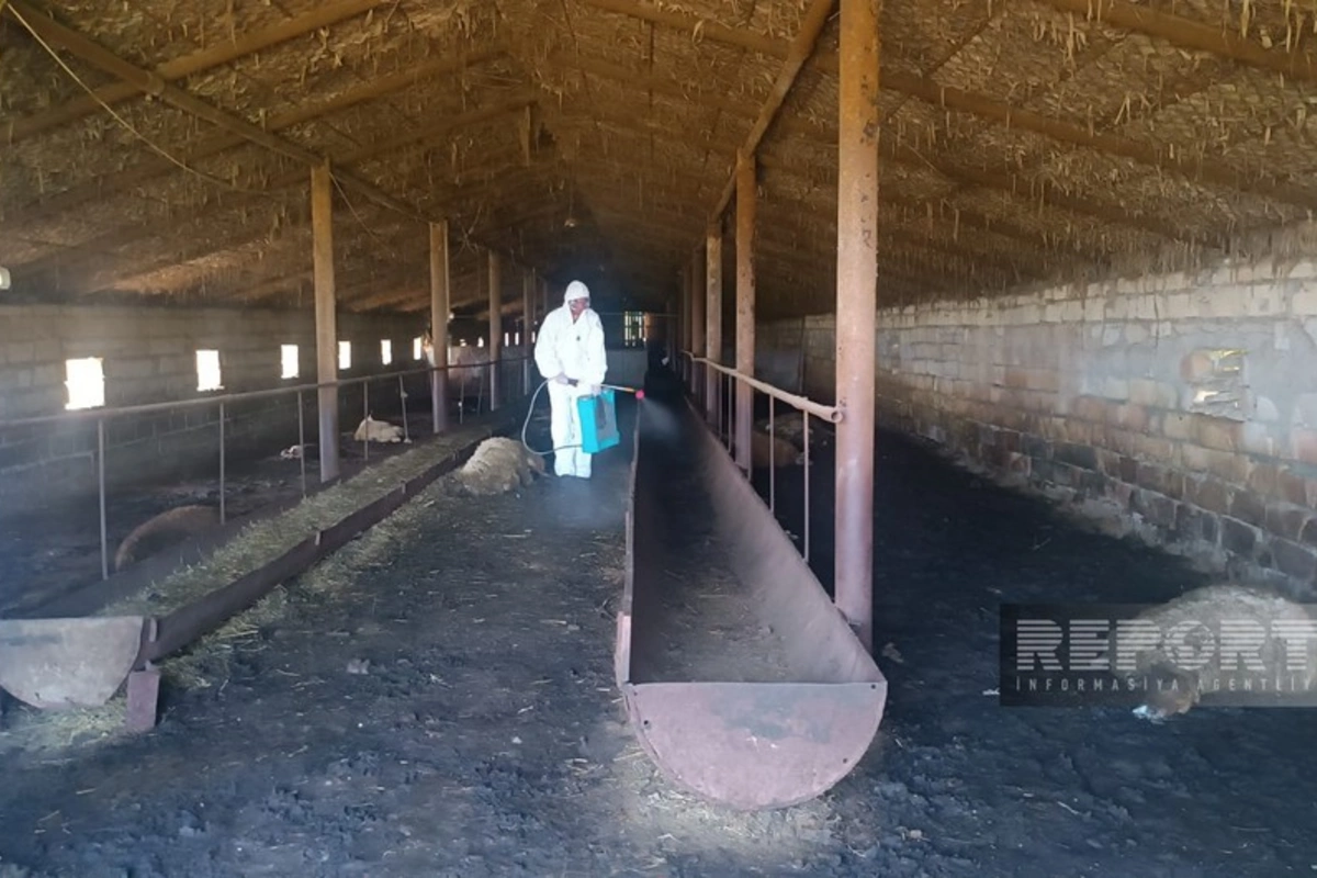 Ağstafada canavarların hücum etdiyi fermada dezinfeksiya işləri aparılıb