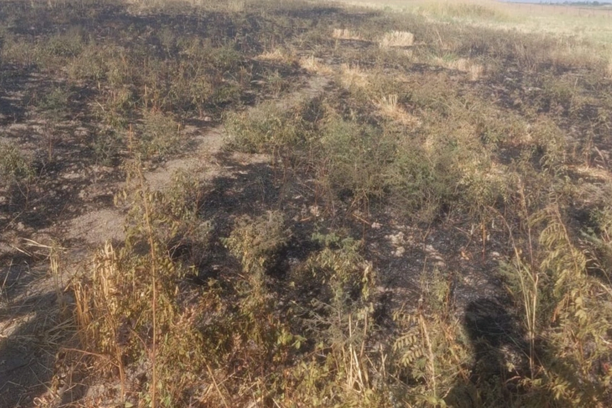 Ağsuda yanğın törədən şəxs məsuliyyətə cəlb olunub