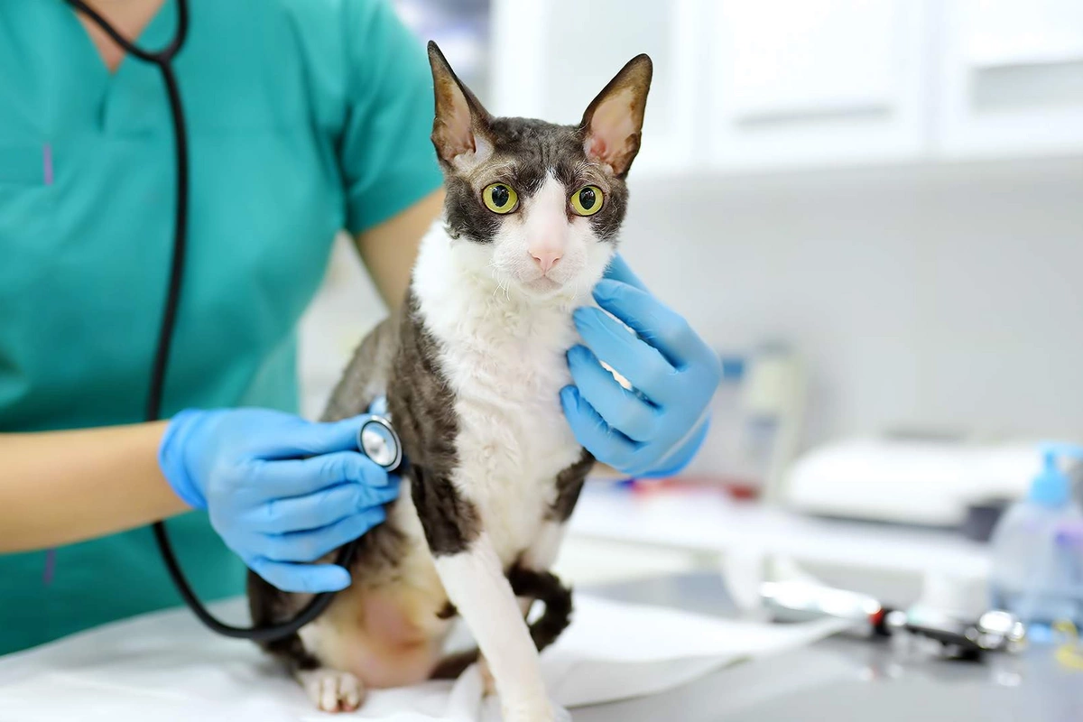 Alimlərdən ŞOK ARAŞDIRMA: Pişiklər xərçəngin müalicəsinə kömək edə bilər