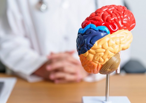 Alimlər görmə sahəsindəki əlavə cisimlərin beyinə təsirini aşkarlayıblar