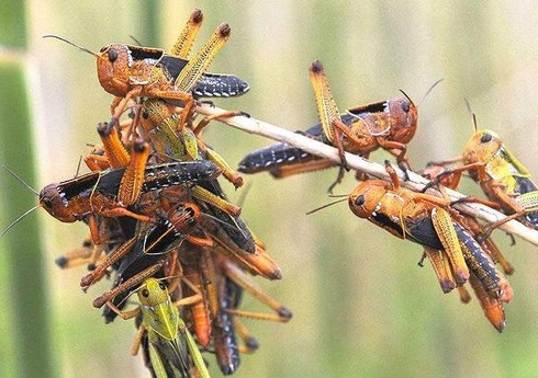Alimlər: çəyirtkələrin hücumları dünya ərzaq təhlükəsizliyini təhdid edir
