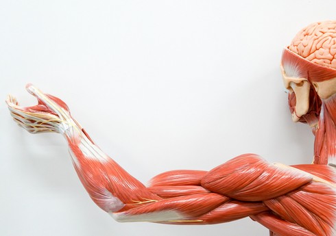 Alimlər zədədən sonra əzələlərin bərpasını sürətləndirmək üçün yeni üsul hazırlayıblar