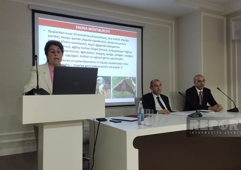 AMEA-nın vitse-prezidenti: 