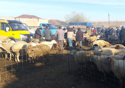 AQTA-nın heyvan bazarlarında apardığı monitorinqlər zamanı nöqsanlar aşkarlanıb