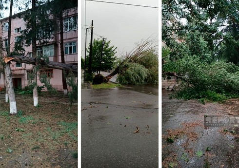 Ağstafada güclü külək ağacları aşırıb, xəsarət alanlar var