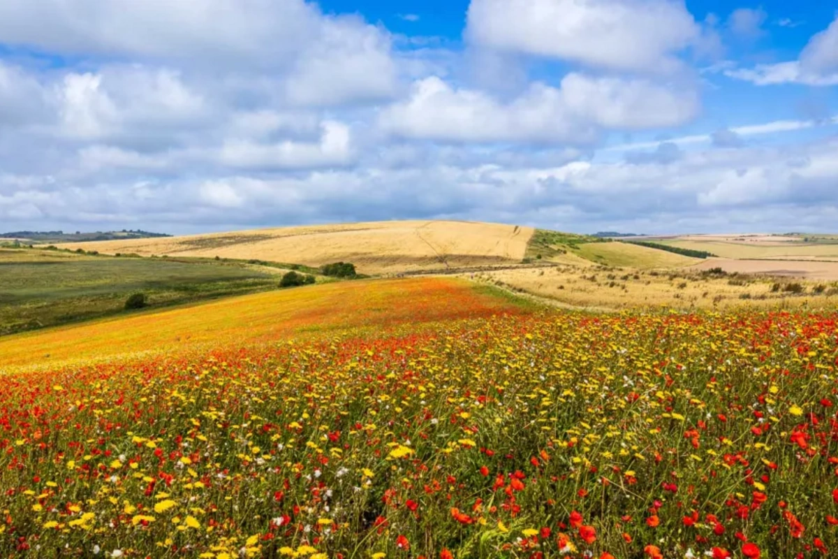 Avqust ayında hava belə olacaq
