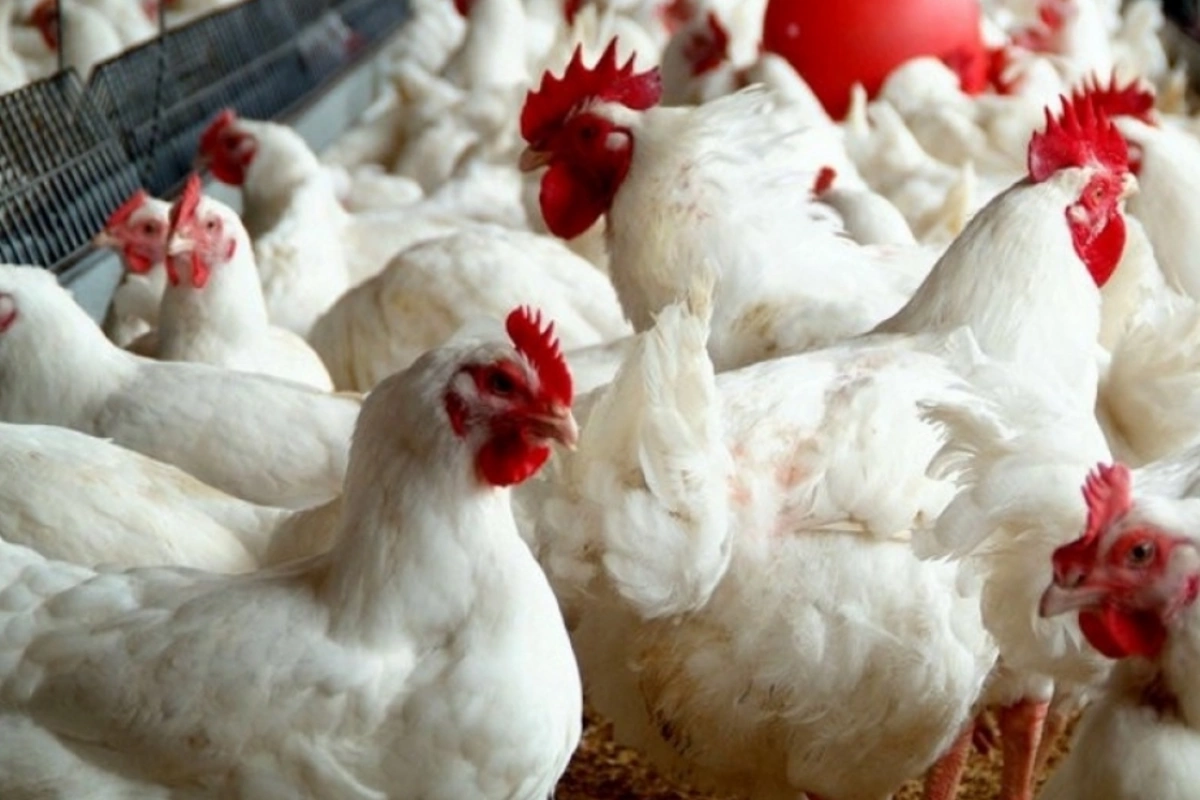 Azərbaycanda quş qripi və Nyukasl xəstəliyinə yoluxma var? - Rəsmi