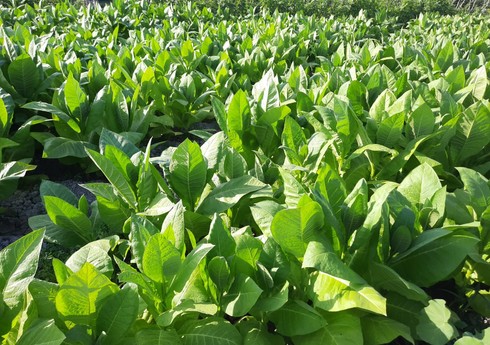 Azərbaycan Türkiyədən tütün idxalını kəskin artırıb