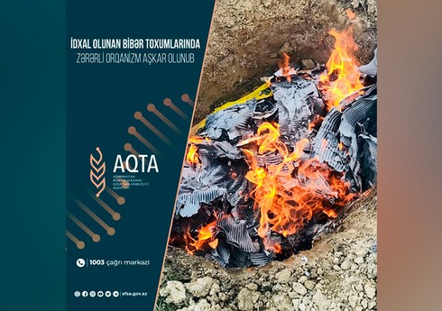 Azərbaycana gətirilən bibər toxumlarında zərərli orqanizm aşkarlanıb