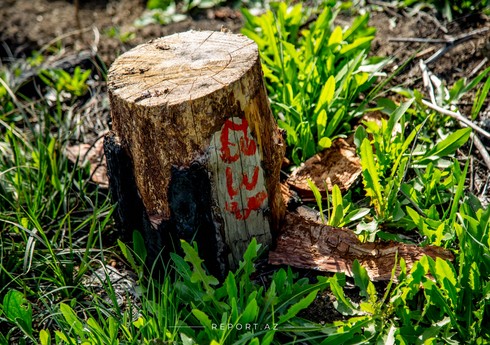 Azərbaycanda 568 ağac və kol qanunsuz kəsilib, cinayət işi başlanılıb
