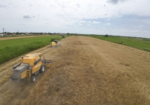 Azərbaycanda arpa sahələrinin 23 %-də biçin başa çatıb