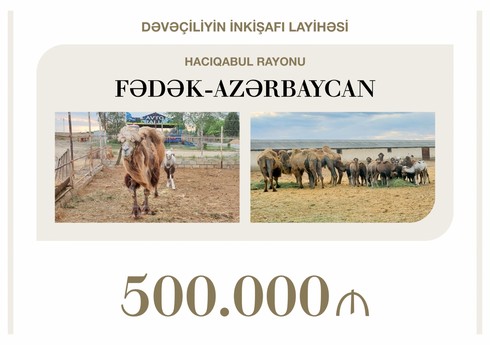 Azərbaycanda dəvəçiliyin inkişafına 0,5 milyon manat güzəştli kredit ayrılıb