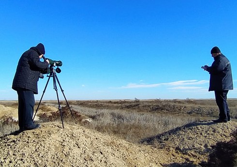 Azərbaycanda köçəri və oturaq quşların sayğısı aparılır