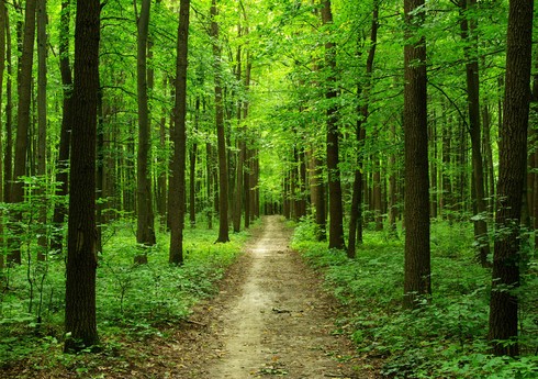 Azərbaycanda meşəbərpa tədbirləri davam edir