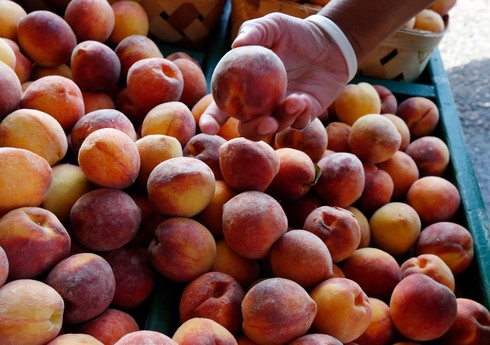 Azərbaycandan Rusiyaya göndərilmiş 7 tona yaxın nektarin məhv edilib