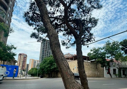 Bakı Dövlət Sirkinin qarşısındakı qurumuş ağaclar müvafiq ekspertiza rəyi əsasında götürülüb