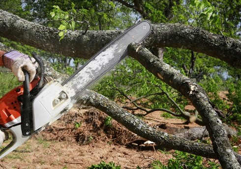 Bakı, Mingəçevir, Lerik və Ucarda ağac kəsintisi ilə bağlı materiallar Baş Prokurorluğa göndərilib