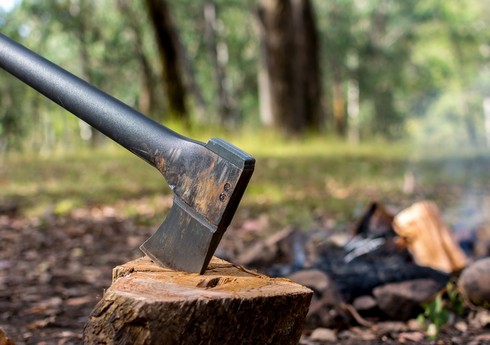 Bakıda ağaclar qanunsuz kəsilib, araşdırma aparılır