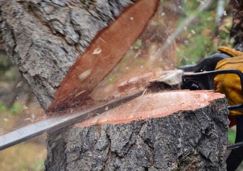 Bakıda tikinti şirkəti şam ağaclarını kəsib