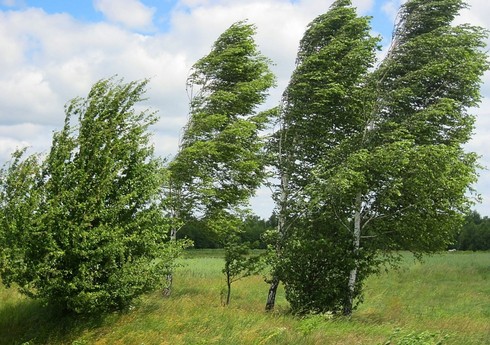Bakıda və bəzi bölgələrdə külək güclənəcək, sarı və narıncı xəbərdarlıq verilib