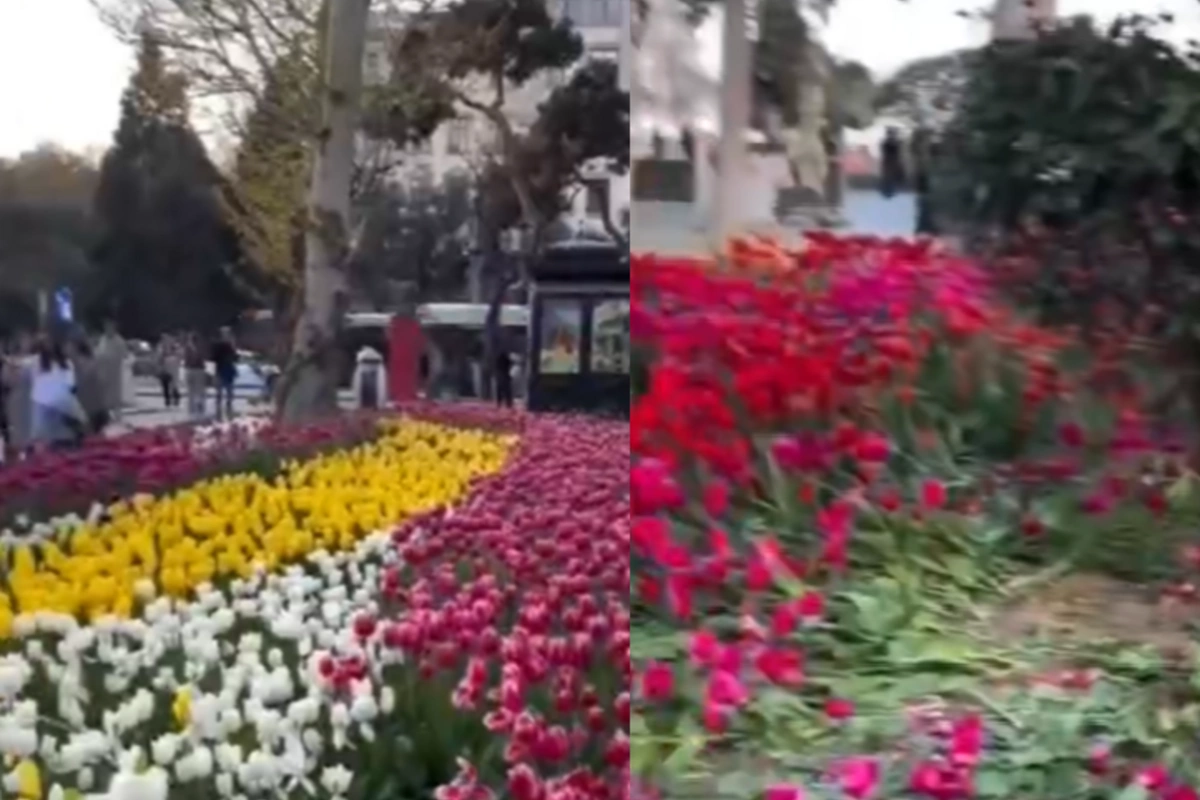 Bakı bulvarında güllər yararsız hala salındı - VİDEO