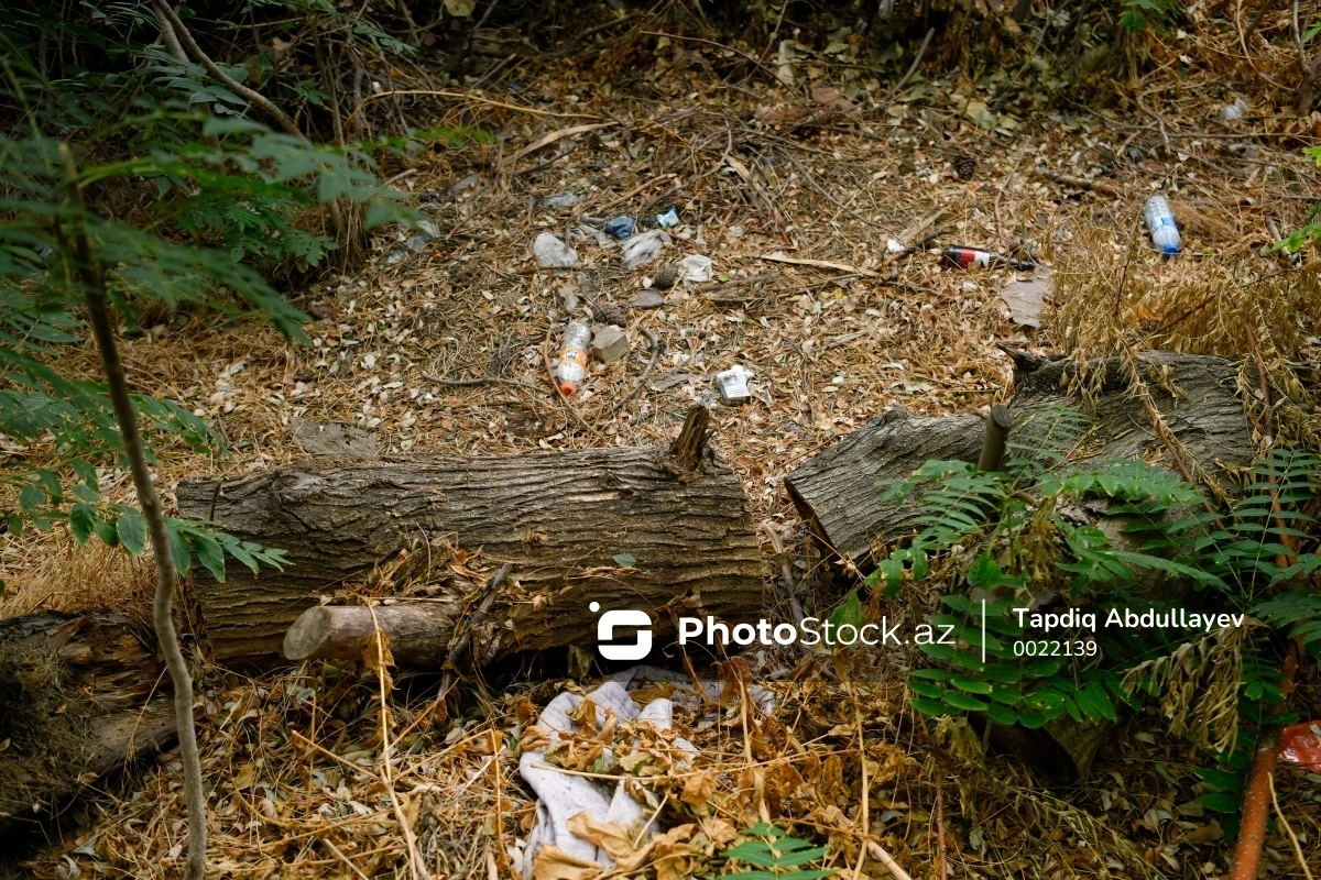 Bakı, Qubadlı və İmişlidə ağaclar qanunsuz kəsilib