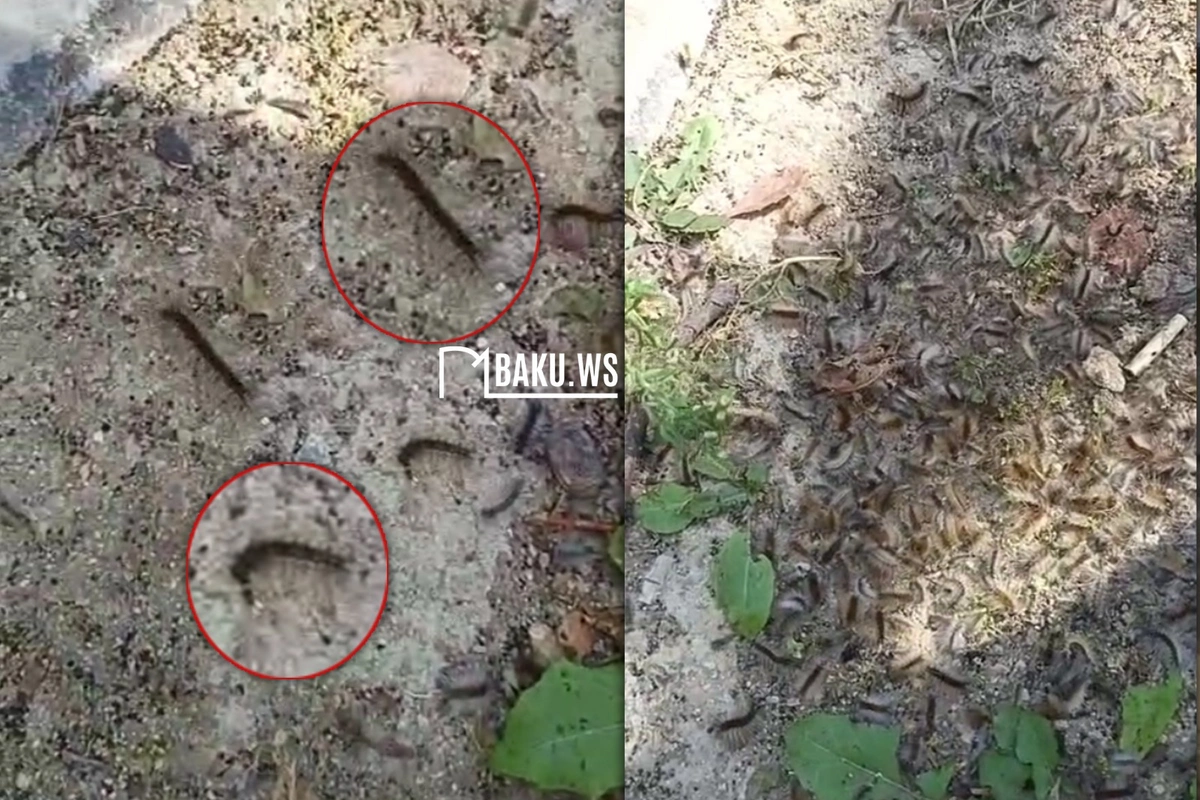 Bakı sakinlərinin həyətinə tırtıl HÜCUMU - Sakinlər təngə gəldi