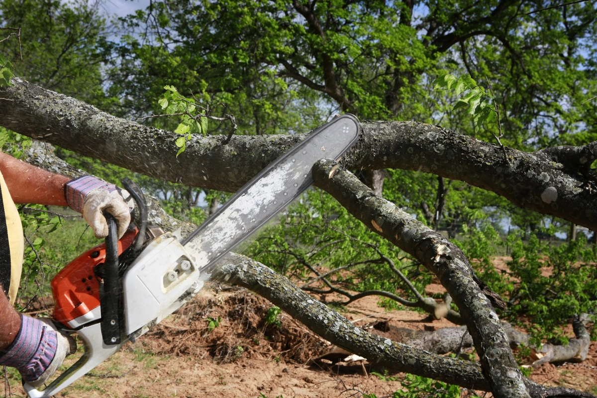Bakı, Sumqayıt, Bərdə, Tovuz və İsmayıllıda yaşıllıqlar qanunsuz kəsilib
