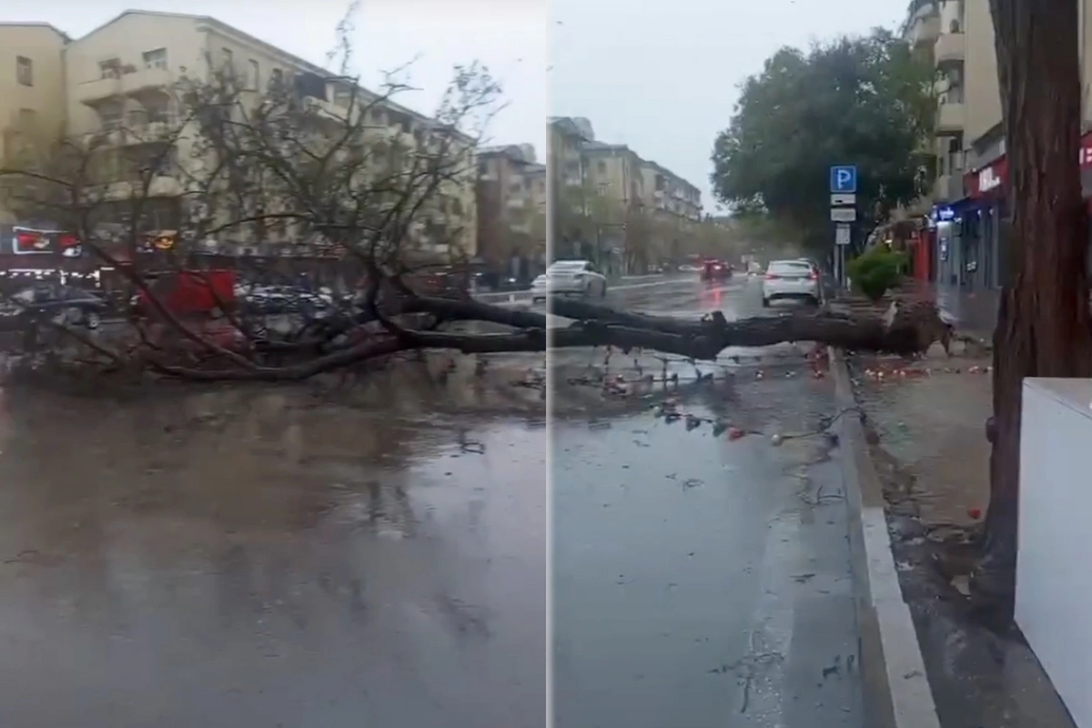 Bakıda 55 ağac sınıb – RƏSMİ