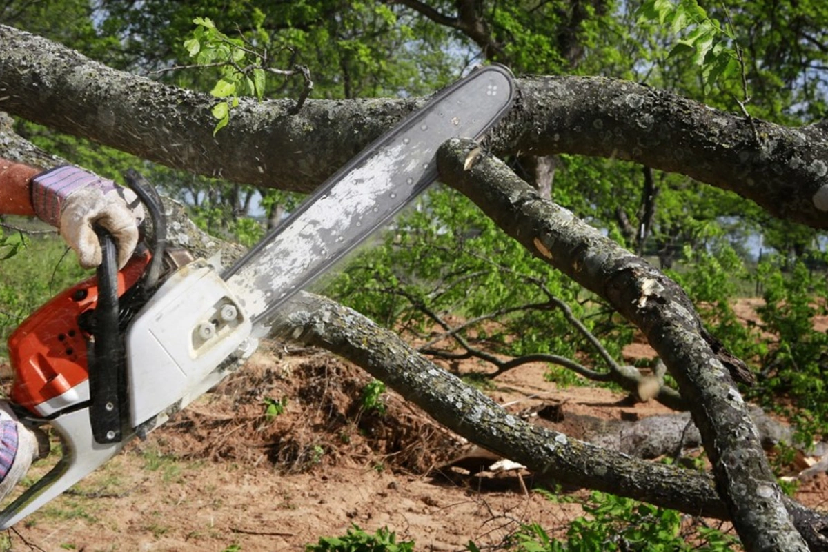 Bakıda ağaclar qanunsuz kəsilib, təbiətə 30 min manatlıq ziyan dəyib