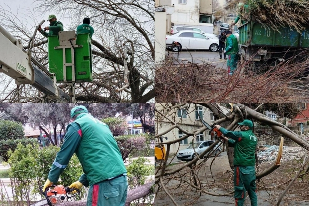 Bakıda güclü külək nəticəsində 6 ağac aşıb