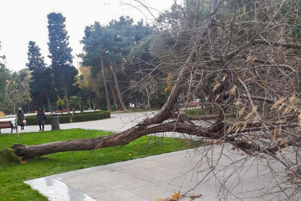 Bakıda güclü külək səbəbindən 34 ağac aşıb