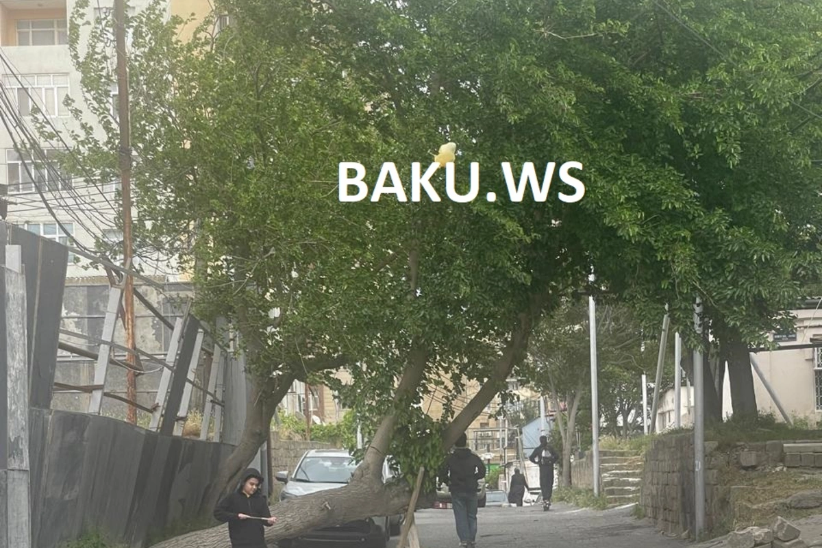 Bakıda insanları narazı salan ağac - Niyə maraqlanan yoxdur?