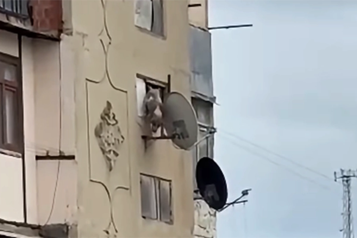 Bakıda iti pəncərədən atan şəxsə - 25 sutka verildi