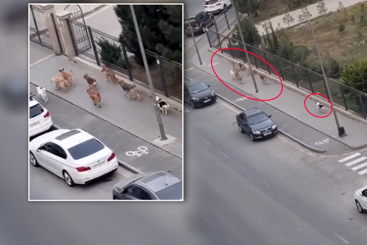 Bakıda məktəbin qarşısında sahibsiz küçə itləri qorxu yaratdı