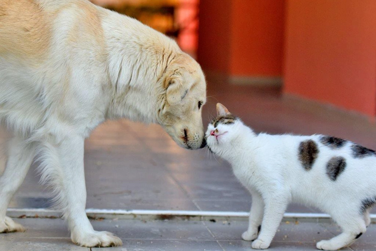 Bakıda sahibsiz heyvanlara pulsuz tibbi xidmət göstərən dövlət qurumu fəaliyyətə başlayıb