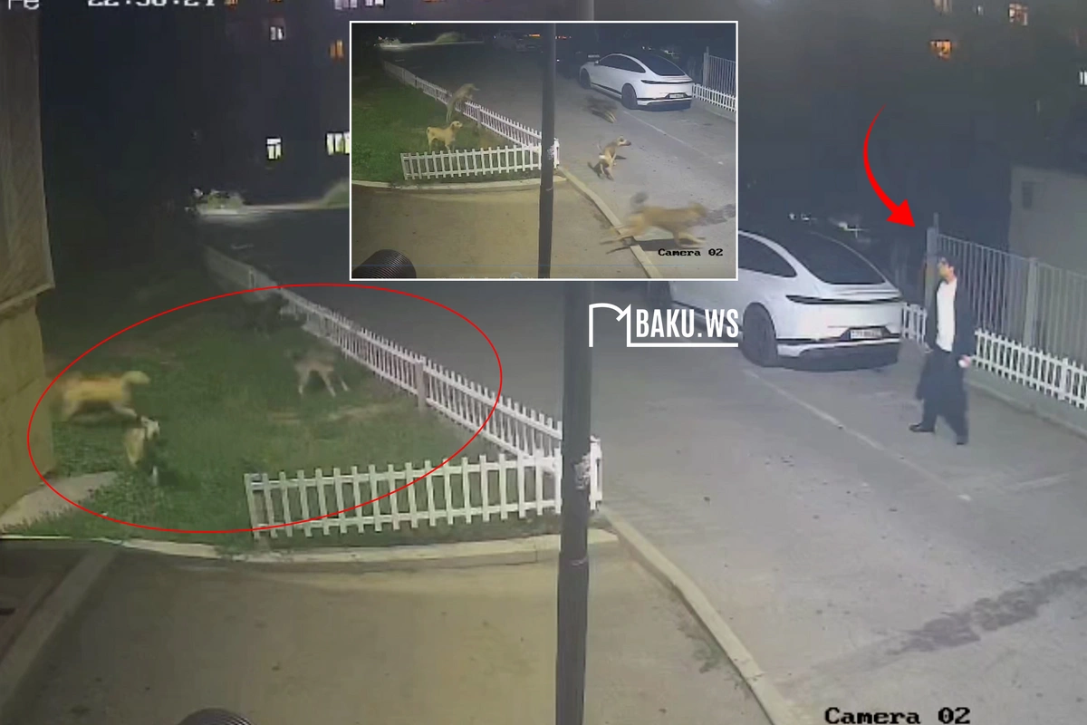 Bakıda sahibsiz itlər sakinlərə hücum etdi - ANBAAN GÖRÜNTÜ