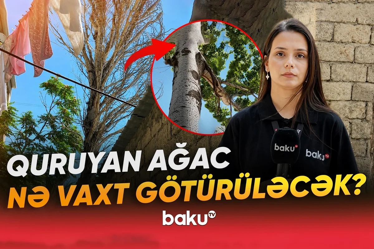 Bakıxanovda nəhəng ağac hər an faciəyə səbəb ola bilər Bakıxanovda nəhəng ağac hər an faciəyə səbəb ola bilər