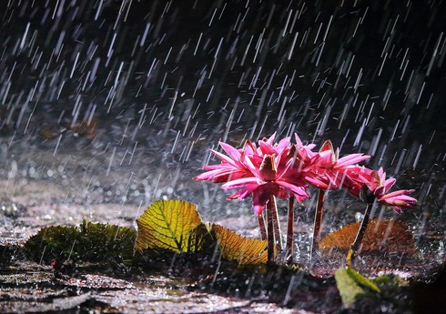 Bakıya və bəzi rayonlara yağış yağacaq