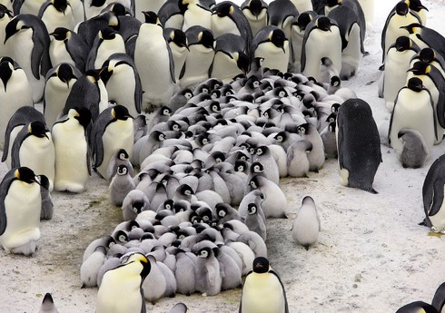 BBC: Antarktidada istiləşmə səbəbindən 10 minədək pinqvin balası tələf olub