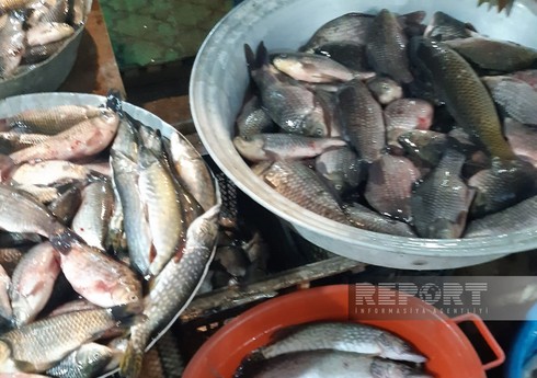 Biləsuvar və Cəlilabadda balıq bahalaşıb